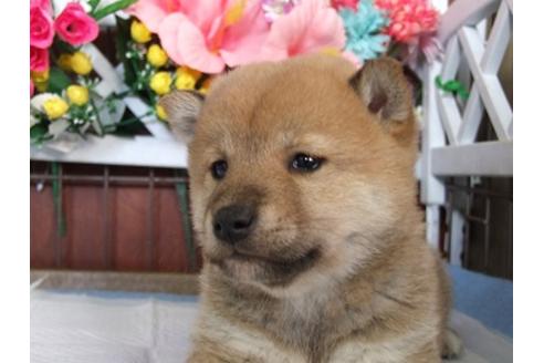 成約済の三重県の柴犬-43871の1枚目